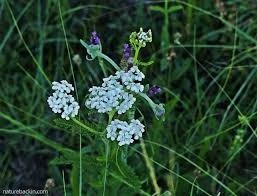 Image result for Sopubia angolensis