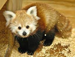 Meet Kaydee The Oklahoma Zoo S Rambunctious Baby Red Panda Red Panda Baby Red Panda Panda Names