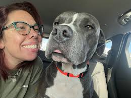 Cash my 3 year old pittie got an early Christmas present today (green toy  frog) & seems to be in the “Christmas Spirit” 😁🤣Can you tell? ♥️🖤🎄