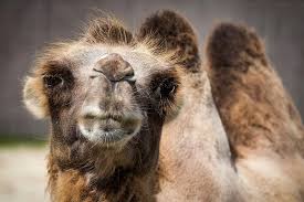Such camels have protective outer coats of coarse fibre that may grow as long as 15 inches (40 cm). Camel Bactrian Camel Watch Camelus Bactrianus Animal Fauna Mammal Desert Pikist