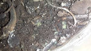 You can get rid of it by scraping it off or repotting the plant in sterile potting repotting plants to remove mold gives you a fresh start with your plant. What Is Causing This Yellow Fungus In My Plants Soil And Should I Be Concerned Gardening Landscaping Stack Exchange