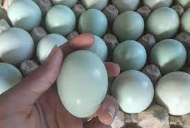 We did not find results for: Geluti Bisnis Telur Bebek Nuhrin Raup Keuntungan Melimpah Wartabolmong News