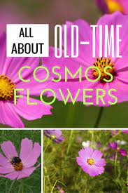 All About Old Time Cosmos Flowers Cosmos Flowers Plants Butterfly Garden