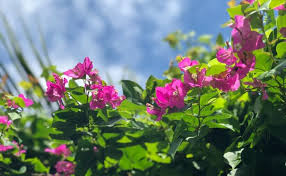 Velg blant mange lignende scener. Bushes And Hedges That Work Well In Arizona New Image Landscape And Pools