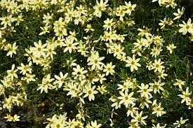 3 to 6 feet plant type : Moonbeam Tickseed Coreopsis Verticillata Moonbeam In Naperville Aurora Batavia Oswego Chicago Wheaton Illinois Il At The Growing Place