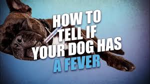 If you own a puppy whose immune system is not fully developed. How To Tell If A Dog Has A Fever Most Accurate Method Youtube