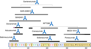 While aducanumab's path to this point has been marked by controversy and at times, confusion … after a long and somewhat wandering path, aducanumab is in its regulatory home stretch. Passive Immunotherapies Targeting Ab And Tau In Alzheimer S Disease Sciencedirect