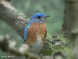 Blue Bird With Orange Wings Bluebird World Birds Blue Bird Beautiful Birds