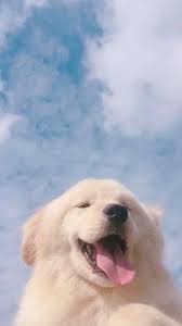 Pin On Cute Animals