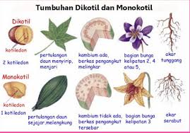 Sir louis antoine de bougainville merupakan seorang prajurit. Contoh Tanaman Monokotil Pengertian Ciri Umum Ekologis