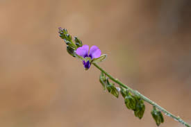 Image result for Polygalaceae