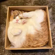 Square Cat Is Square In 2020 Cats And Kittens Kittens Cutest Cats