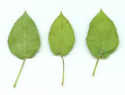 Image result for Acalypha paucifolia