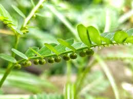 Image result for Phyllanthus