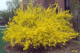 Forsythia Used To Have These At A Place We Rented Years Ago Would Love To Have Again Just No Room In Current Yard Perennial Garden Plans Garden Shrubs Low Maintenance Garden