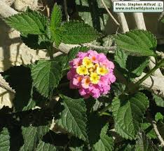 Image result for Lantana moldenkei