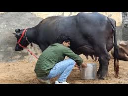 24 Kg Milk Super Murrha Full Milking Video Recording At A Farmer Home Village Dighal Jhajjar Hr Youtube 2020 Hayvanlar Arilar