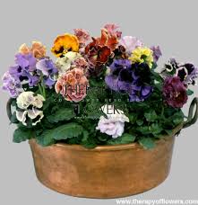 Image result for eustoma flamenco