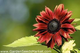 Bunga matahari ini juga tumbuh tegak dan selalu membengkok ke sinar matahari. Bunga Matahari Hias Red Sun Merah Anggur Dengan Pusat Hitam 80 Biji Helianthus Annuus Garden Seeds Market Bebas Biaya Kirim