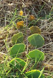 Image result for Macrotyloma africanum