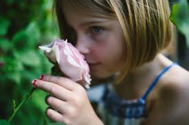 930+ Nine Roses Stock Photos, Pictures & Royalty-Free Images