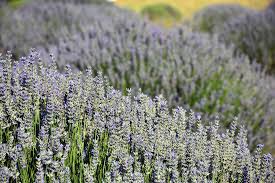 Doğa harika görüntüleri sizlere sunuyor. Lavanta Kokulu Koy Isparta Turkey Onurthevoyager Flickr
