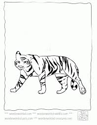 For boys and girls, kids and adults, teenagers … Tiger Coloring Pages Echo S Free Coloring Pages Tiger Pictures To Coloring Library