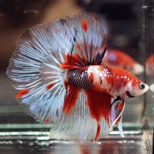 Betta Fish Image By Randy On Bettas Fish Betta