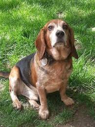 As the beagle is in the hound family, it has one of the better senses of smell them most dogs. Adopted Bud Is A Super Sweet Dark Red Beagle Basset Hound Mix He Is About 5 6yrs Old But That Just Means He Has Experien Beagle Beagle Dog Basset Hound Mix