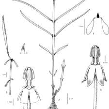 Image result for Xysmalobium holubii