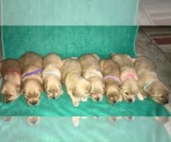 Adopt a rescue dog through petcurious. Golden Retriever Dogs For Adoption Near San Antonio Texas Usa Page 1 10 Per Page Puppyfinder Com
