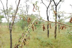 Image result for Ormocarpum