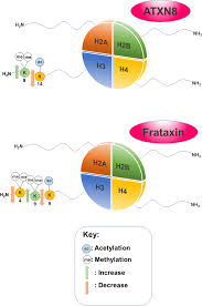 Amino group modification involves the addition of a functional group at the n terminus of the amino acid. The Impact Of Histone Post Translational Modifications In Neurodegenerative Diseases Abstract Europe Pmc