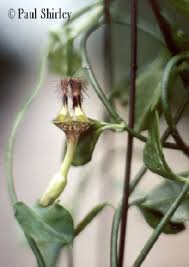 Image result for Ceropegia stenantha