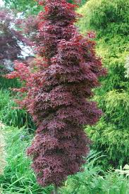 Acer palmatum 'shidiva gold' shidiva gold japanese maple. 12 Japanese Maples For A Sunny Garden