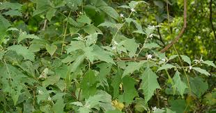 Image result for Solanum anguivi