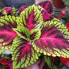 The soil should not remain wet all the time, but long dry spells will slow the plants' growth, and the leaves will start to turn brown around the edges. Buy Coleus Tricolor Makandi Plant Online India At Plantsguru Com