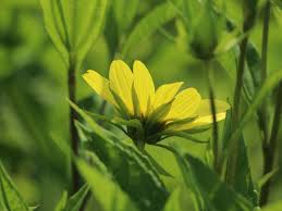 Jual helianthus annus atau bunga matahari import china. Kleinkopfige Sonnenblume Lemon Queen Bestes Stauden Wissen