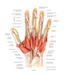 At first you would think this as a hindrance, but actually most of the time you could use these names as clues to help you learn the shape of the muscles, their locations and what they do. Muscles Of The Hand Photograph By Asklepios Medical Atlas