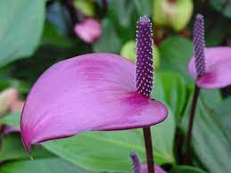 We Are Leading Online Florist In Pune With The Largest Delivery Network Flower Bouquets To Pune All Over India Anthurium Flower Anthurium Wholesale Flowers