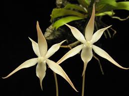Image result for Aerangis distincta