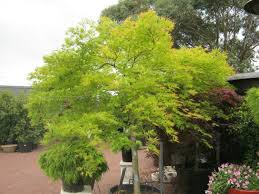 Japanischer Ahorn Im Garten Arten Die Direkte Sonne Vertragen Japanischer Ahorn Garten Japanischer Ahorn Garten