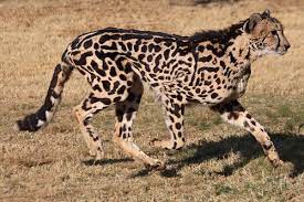 King Cheetah Acinonyx Jubatus Jubatus Animals Wild Cute Animals Animals