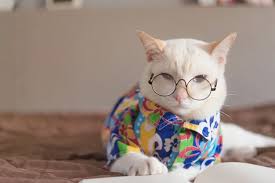 眼鏡をかけて本を読んで白猫の肖像画 | プレミアム写真