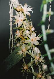 Image result for Tridactyle