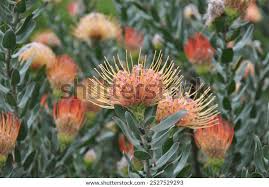 Image result for Leucospermum
