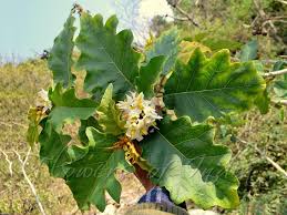 Image result for Solanum chrysotrichum