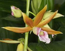 Image result for Phaius occidentalis