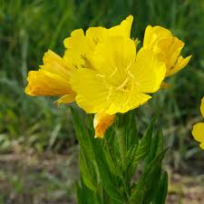 Image result for Ozoroa stenophylla