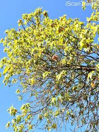 Image result for Breonadia salicina